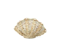 Seashell Clutch